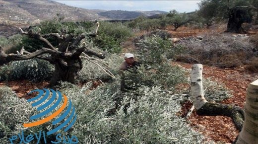 مستوطنون يقطعون 33 شجرة زيتون جنوب نابلس