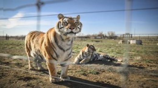 إصابة نمر في حديقة حيوانات أمريكية بكورونا