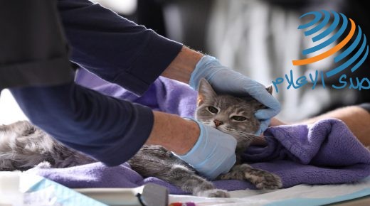 إصابة قطتين في نيويورك بفيروس كورونا.. أول إصابة بين حيوانات أمريكا الأليفة‎