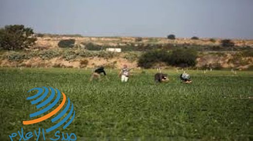 الاحتلال يطلق نار وقنابل غاز على مزارعين شرق خانوينس