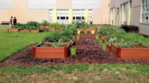 قلقيلية : التربية والزراعة تطلقان مبادرة الحدائق المنزلية الإنتاجية
