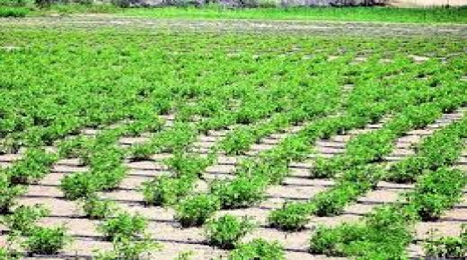 وزير الزراعة: انطلاق حملة زراعة مليون شتلة في الحدائق المنزلية السبت المقبل
