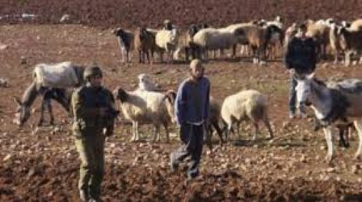 أبقار المستوطنين ترعى محاصيل المواطنين في الأغوار الشمالية