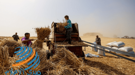 المزارعون في مصر يحصدون القمح رغم “ظلمة كورونا‎”