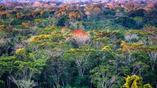 كورونا يجتاح غابات الأمازون.. و”قبائل أصلية” مهددة بالفناء