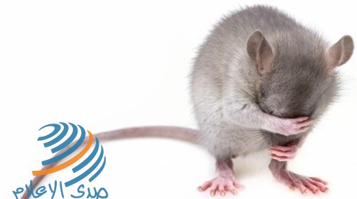 هل الإنسان هو المسؤول عن انتشار الفئران الرماديّة؟