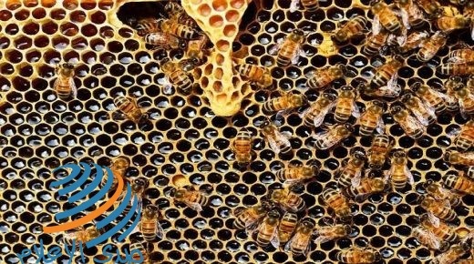بريطانيا: تفشي مرض فيروسي في أسراب النحل
