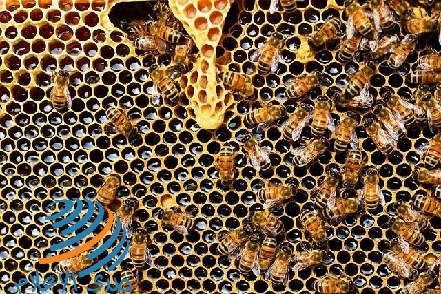 بريطانيا تفشي مرض فيروسي في أسراب النحل صدى الإعلام 2020 05 02