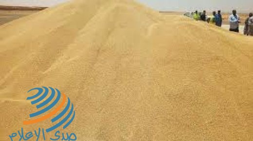 السودان هل يمزق فاتورة استيراد القمح هذا العام