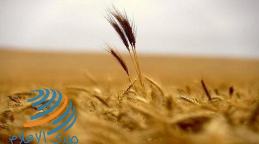 صادرات الاتحاد الأوروبي من القمح تزيد 64%