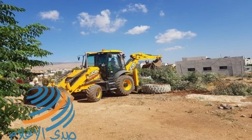 الاحتلال يقتلع عشرات أشجار الزيتون في قرية بردلة بالأغوار الشمالية