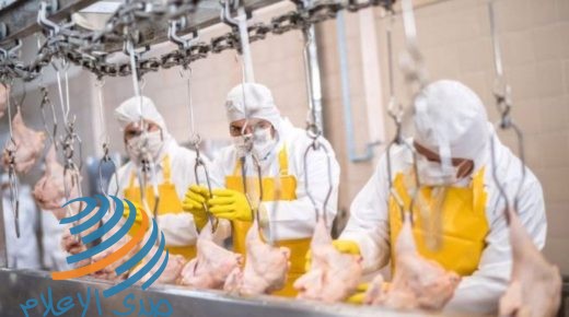 كورونا ينتشر في مصانع اللحوم والمسالخ في أوروبا