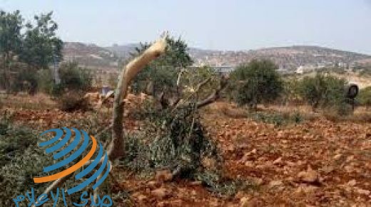مستوطنون يقطعون عشرات أشجار الزيتون في بورين