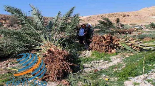 في يومها العالمي.. كيف دمر الاحتلال البيئة في الأغوار؟