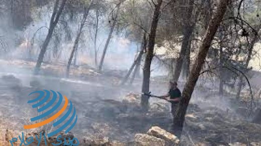 الدفاع المدني يخمد حريقا في أحراش نور شمس شرق طولكرم