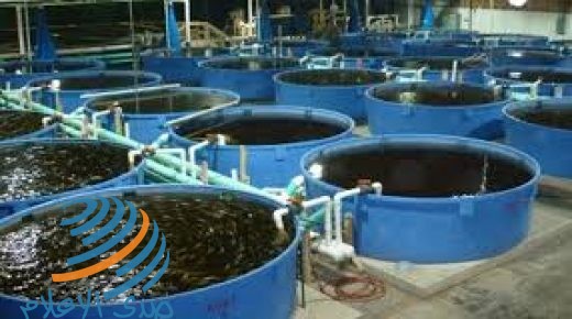 تربية الأسماك .. مشروع نوعي لخدمة الأغوار