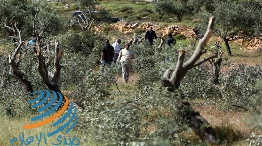 الاحتلال يقتلع أكثر من 200 شجرة زيتون شمال غرب سلفيت