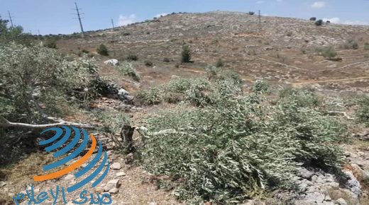 الاحتلال يقطع نحو 200 شجرة زيتون في سلفيت ومستوطنون يحرقون العشرات في نابلس