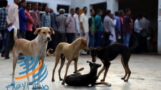 لحوم الكلاب: جماعات حقوق الحيوان تشيد بحظر بيعها في ولاية هندية