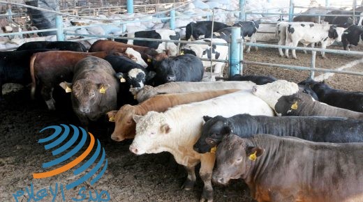 A Palestinian feeds his cows at a farm as they prepare for the holiday of Eid al-Adha in Gaza City on November 2, 2010. Most of the sacrificial sheep in Gaza have been smuggled through tunnels between Rafah and Egypt as Israel still blocks their crossings with Gaza Strip . Photo by Mohammed Asad