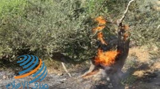 مستوطنون يضرمون النار بعشرات أشجار الزيتون في حوارة جنوب نابلس