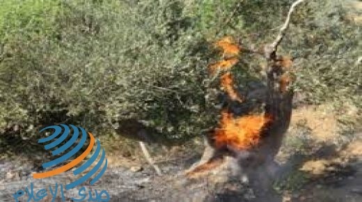 مستوطنون يضرمون النار بعشرات أشجار الزيتون في حوارة جنوب نابلس