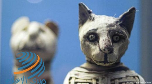 علماء بريطانيون يكشفون محتوى مومياوات حيوانية من مصر القديمة