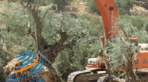 الاحتلال يقتلع 22 شجرة زيتون في رأس كركر غرب رام الله