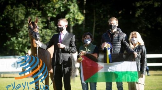 فلسطين تحصل على الميدالية الفضية في بطولة جمال الخيول العربية في بلجيكا
