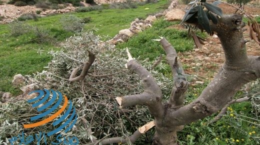 مستوطنون يقطعون أشجار زيتون في جالود