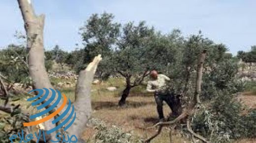 مستوطنون يقطعون مئات أشجار الزيتون المعمرة غرب بيت لحم