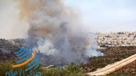 سمارة: الاحتلال تعمد ترك الزيتون في صفّا يحترق