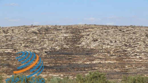 جودة البيئة: الاحتلال يدمر الغطاء الأرضي والنباتي لأراضينا في قرية صفا