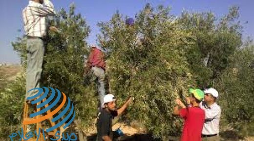 يوم تطوعي لقطف ثمار الزيتون في قرية ظهر العبد جنوب غرب جنين