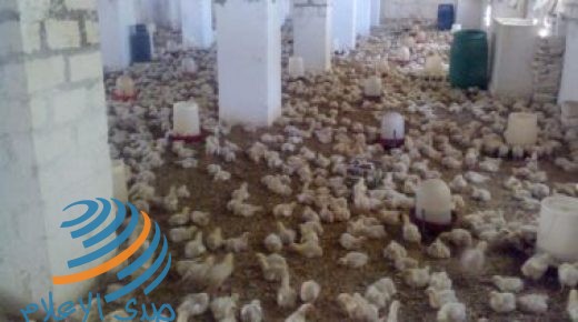 كوريا الجنوبية تغلق مزارع الدواجن بعد رصد فيروس إنفلوانزا الطيور في إحداها