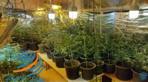 الشرطة تضبط مستنبتا لزراعة الماريجوانا المخدرة داخل منزل في ضواحي القدس