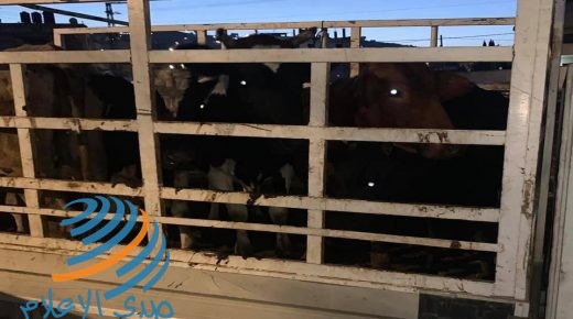الضابطة الجمركية تضبط عجول وأبقار مهربة في محافظة طوباس