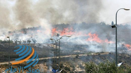 مستوطنون يحرقون مئات أشجار الزيتون بمسافر يطا جنوب الخليل