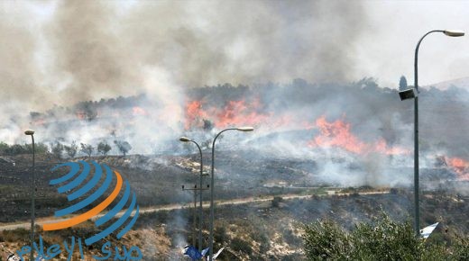 مستوطنون يحرقون مئات أشجار الزيتون بمسافر يطا جنوب الخليل
