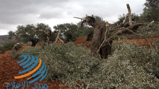 مستوطنون يقطعون 42 شجرة زيتون معمرة ويهدمون جدرانا استنادية في ياسوف