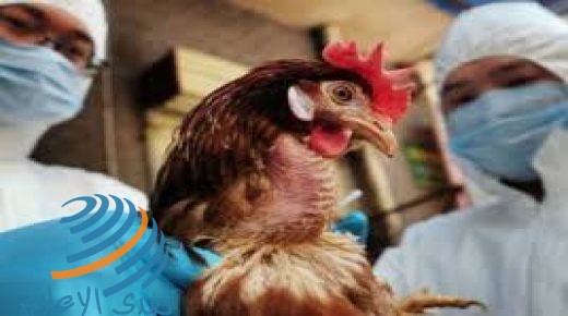 وزارة الزراعة: إجراءات وقائية مشددة بعد تفشي “انفلونزا الطيور” في أراضي 48