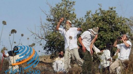 مستوطنون يعتدون على مزارعين ويمنعونهم من حراثة أراضيهم في مسافر يطا