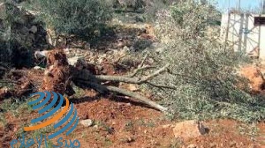 الاحتلال يقتلع مئات الأشجار الحرجية شرق طوباس