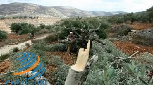 مستوطنون يقتلعون 300 شجرة زيتون غرب بلدة حارس