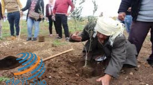 طوباس: فعالية لزراعة أشجار الزيتون لمناسبة يوم الشجرة