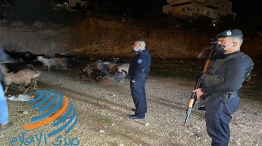 بيت لحم: الشرطة تكشف ملابسات سرقة 126 رأس غنم وتعيدها لصاحبها