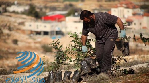 الاحتلال يقمع فعالية لزراعة أشجار زيتون في أراضي بورين جنوب نابلس