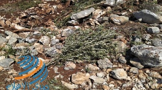 نابلس: مستوطنون يقتلعون 40 شتلة زيتون ويسرقونها في جالود