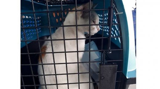 القبض على “قط” يهرب المخدرات إلى أحد سجون بنما