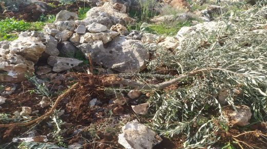 مستوطنون يقتلعون 13 شجرة زيتون من اراضي بلدة حارس